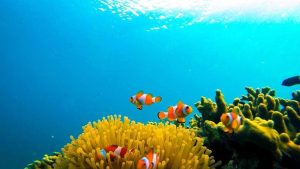 bawah laut pahawang 7